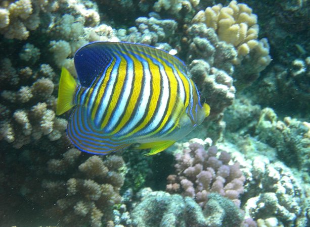 14- Poisson-ange royal 